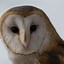 Image result for Microsoft Surface Desktop Background Owl Studio