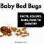 Image result for What Does a Bed Bug Look Like Size