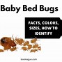 Image result for Bug or Insect How to Tell the Difference