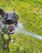 Image result for Wrapped around Water Hoses Meme