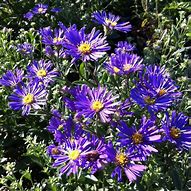 Image result for Aster Blue Autumn ®