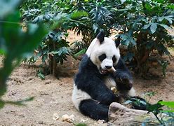 Image result for Panda Add a Ocean