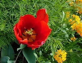 Afbeeldingsresultaten voor Tulipa Couleur Cardinal