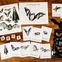 Image result for Bat Nature Class