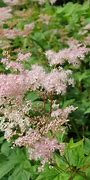 Image result for Filipendula palmata