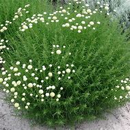 Image result for Santolina rosmarinifolia (virens)