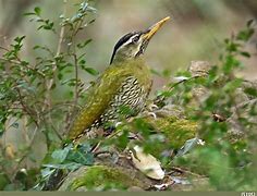 Image result for Picus squamatus