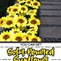 Image result for Solar Powered Sunflowers