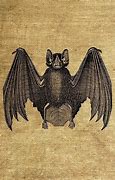 Image result for Cute Bat Vintage Photo