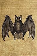 Image result for Vintage Bat Sjull