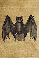Image result for Vintage Bat Artwork