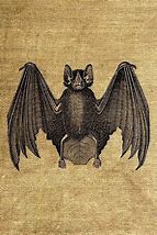 Image result for Antique Bat Prints