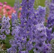 Image result for Delphinium magic fountain Lilac Rose/White Bee