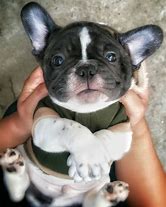 Image result for American French Bulldog