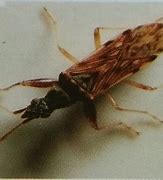 Image result for Insect Trap Kepik Hitam