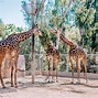 Image result for San Diego Zoo Cage