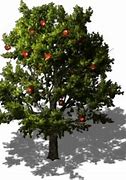 Image result for Apple Tree Transparent Background