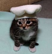 Image result for Cute Cats Doing Funny Things