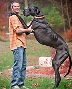 Image result for Biggest Boxer Dog in the World