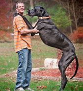 Image result for What's the Biggest Dog in the World