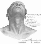 Image result for Bump On Adams Apple