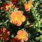 Image result for Potentilla fruticosa Red Ace