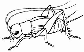 Image result for Field Cricket Insect