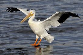 Image result for Pictures of Pelicans Birds