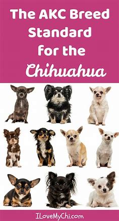 Chihuahua Colors And Markings - Pets Lovers