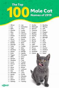 Image result for 100 Cat Names
