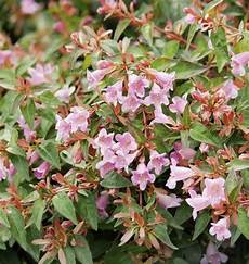 cespuglio fiorito ab 233 lia edouard goucher arbustes 224 floraison estivale cespuglio fiorito ab 233 lia edouard goucher arbustes 224 floraison estivale