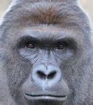 Image result for Harambe Never Forget