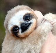 Image result for Funny Baby Sloth
