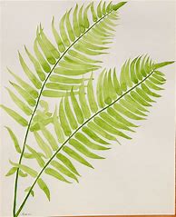 Image result for Botanical Leaf Drawings