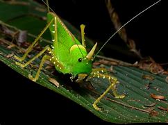 Image result for Angel Insect Life Cycle