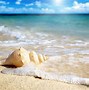 Image result for Shell and Sea Animals Laptop Wallpaper