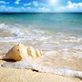 Image result for Sea Shell Wallpaper for Wall