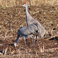 Bildergebnis für gruiformes