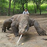 Image result for Largest Lizard in History
