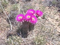 Image result for Pics of Cactus Native to Texas