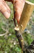 Image result for Grafting Apple Trees in Summer