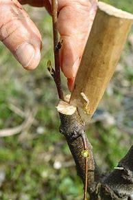 Image result for Grafting Fruit Trees