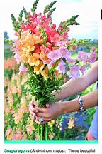 Image result for Snapdragon Flower Bouquet