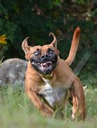 Image result for Scared Looking Animal Funny