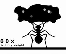 Image result for Ant Strength