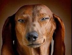 Image result for Weird Funny Dog Faces