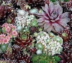 Image result for Sempervivum mix