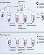 Image result for Bacterial DNA Extraction