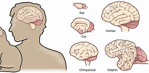 Image result for Brain Size of a Pea