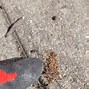 Image result for What Do Bat Droppings Look Like